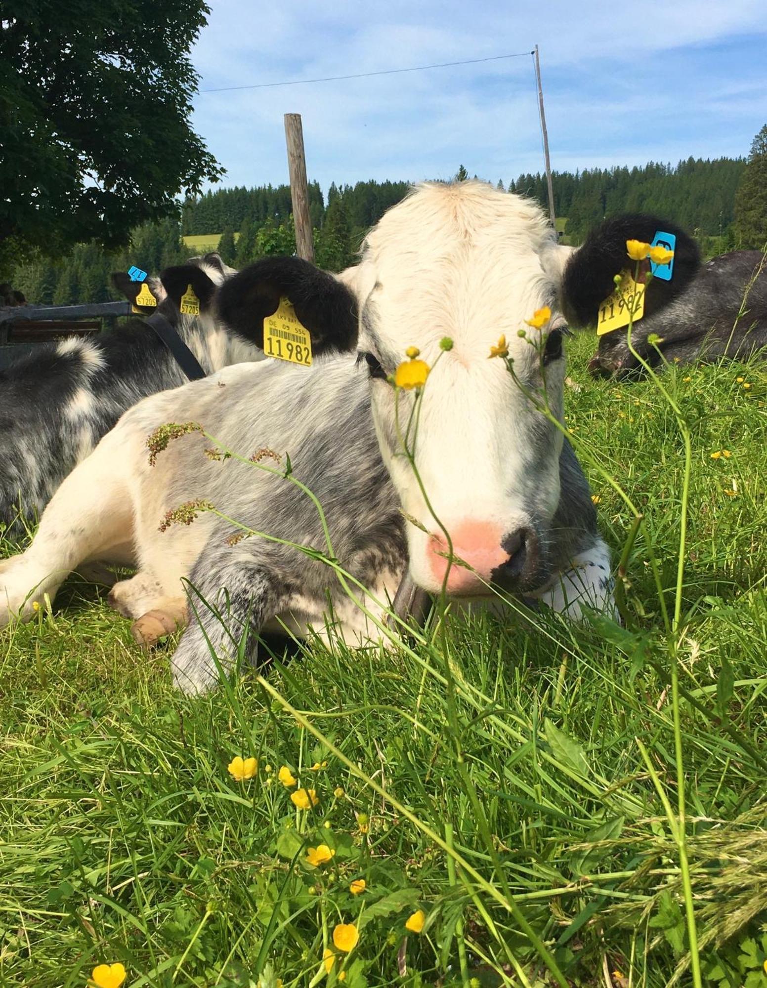 Almenrausch Mit 110 M2 Und Sonniger Terrasse * Burgberg (Bavaria)